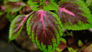 Coleus Forskohlii