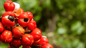 Guarana