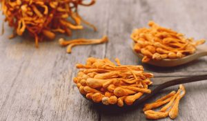 Cordyceps